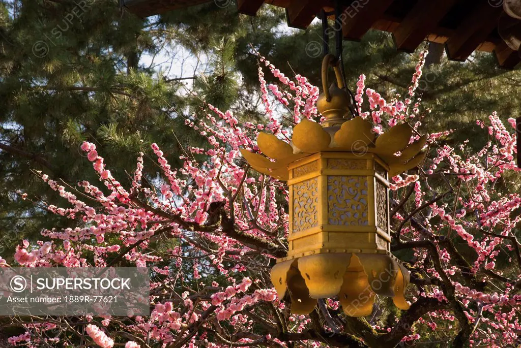 Golden lantern with cherry blossoms in the background, kyoto city kyoto japan