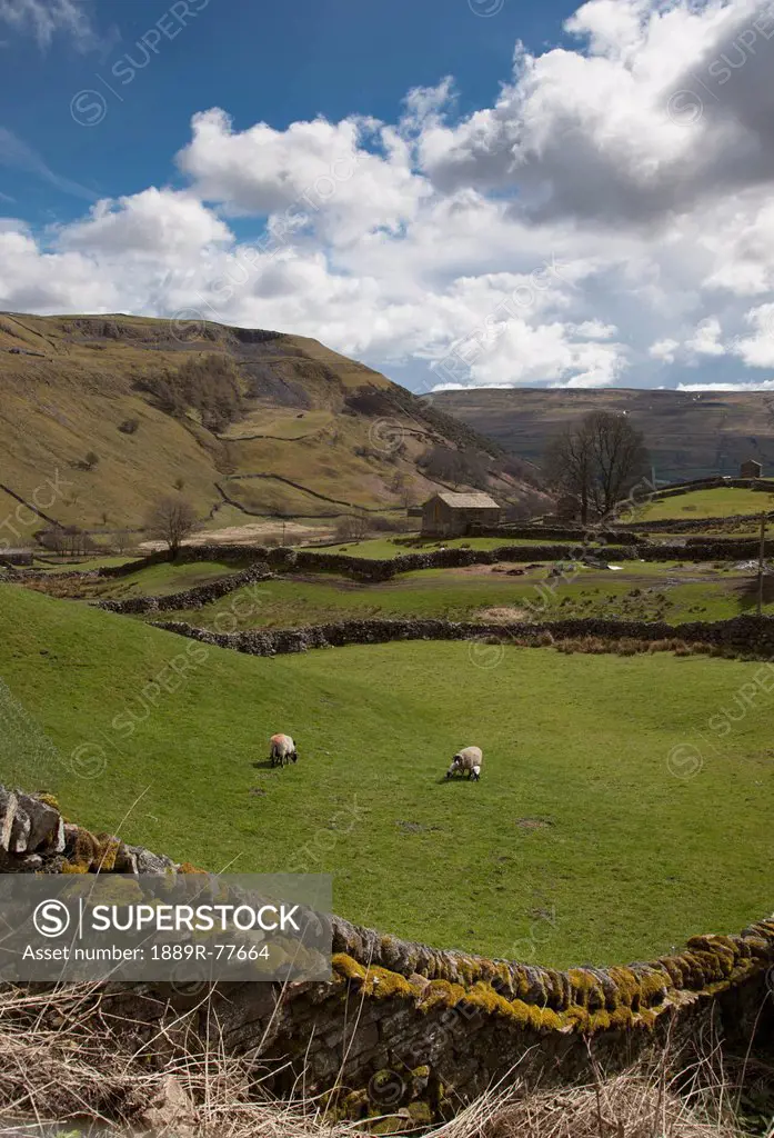 Sheep grazing in a field, swaledale england