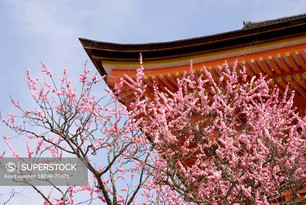 Cherry blossom tree and a temple roof, kyoto japan