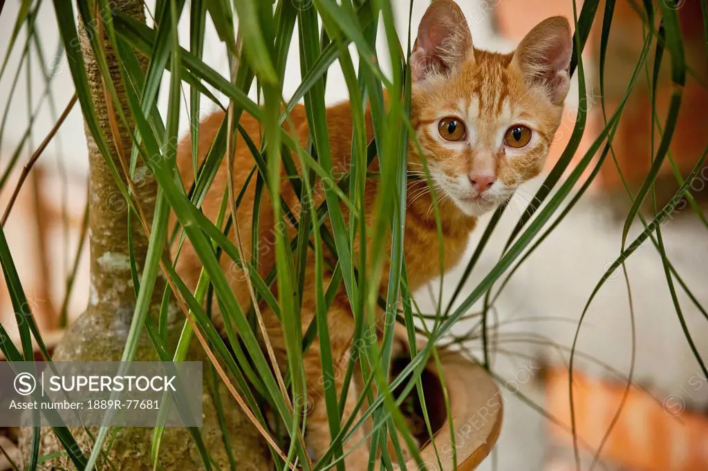 An Orange Cat Playing In A Green House Plant, Melaka Malaysia