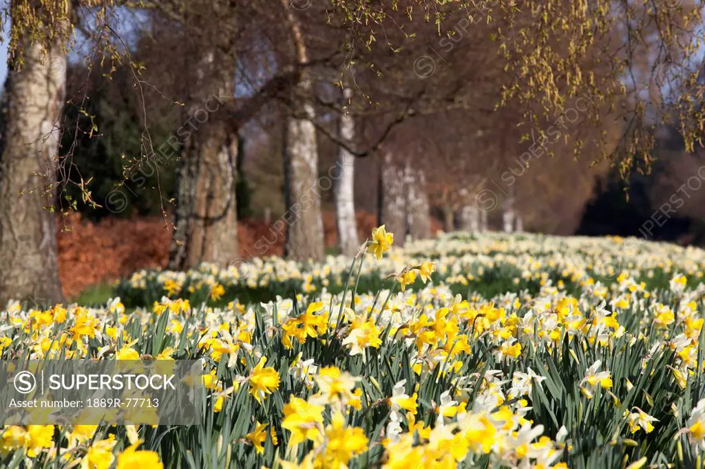 Daffodils in bloom, hirsel scottish borders scotland