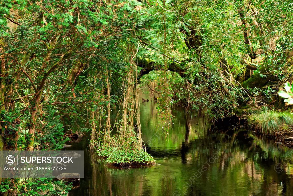 Lush Green Foliage Reflected In The Water, Ireland
