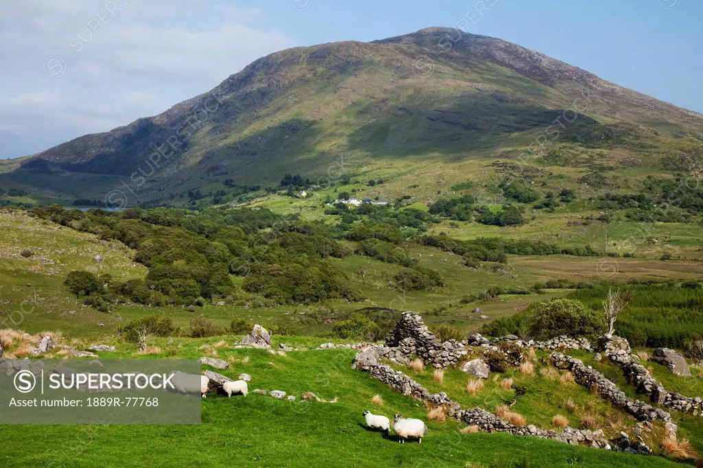 Sheep Grazing In A Field Near Blackwater, County Kerry Ireland