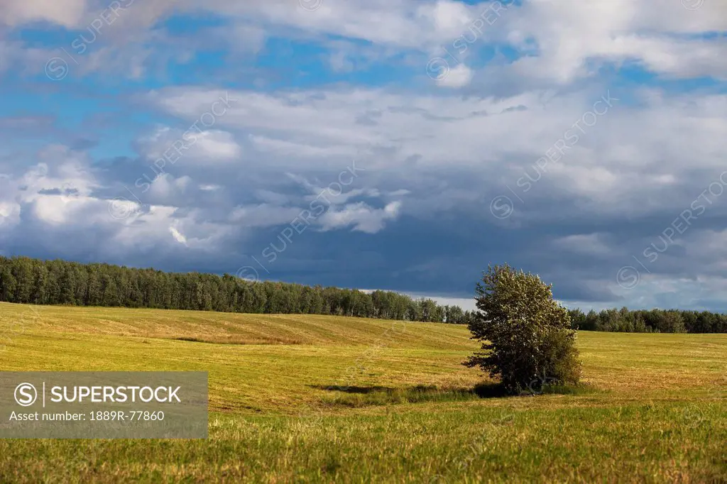 A lone tree stands in a field with storm clouds overhead, parkland county alberta canada