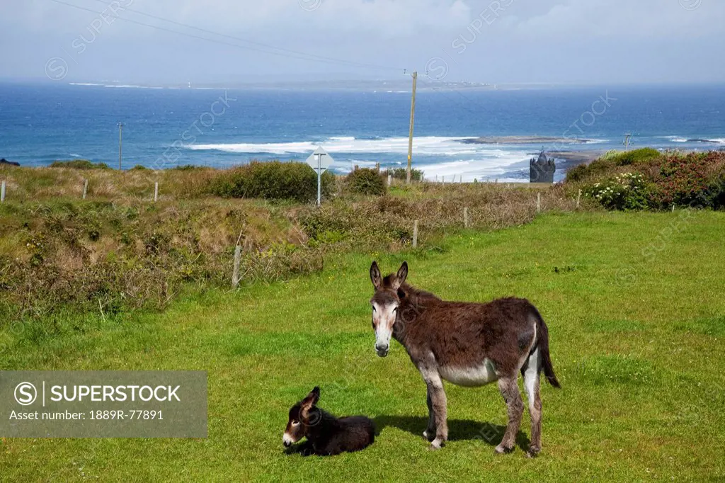 A Donkey And It´s Foal Near Doolin, County Clare Ireland