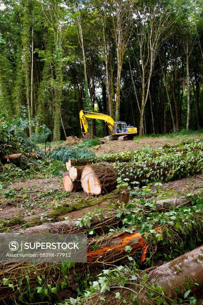 A tractor with grapple moving cut logs in a forest, portland oregon united states of america