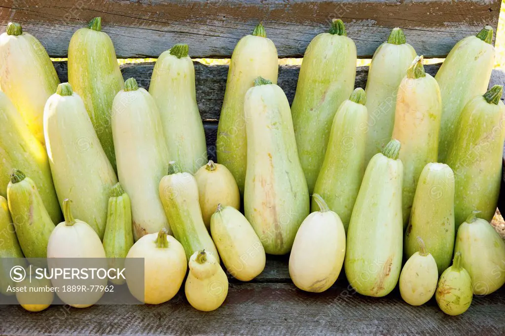 A variety of squash on display, parkland county alberta canada