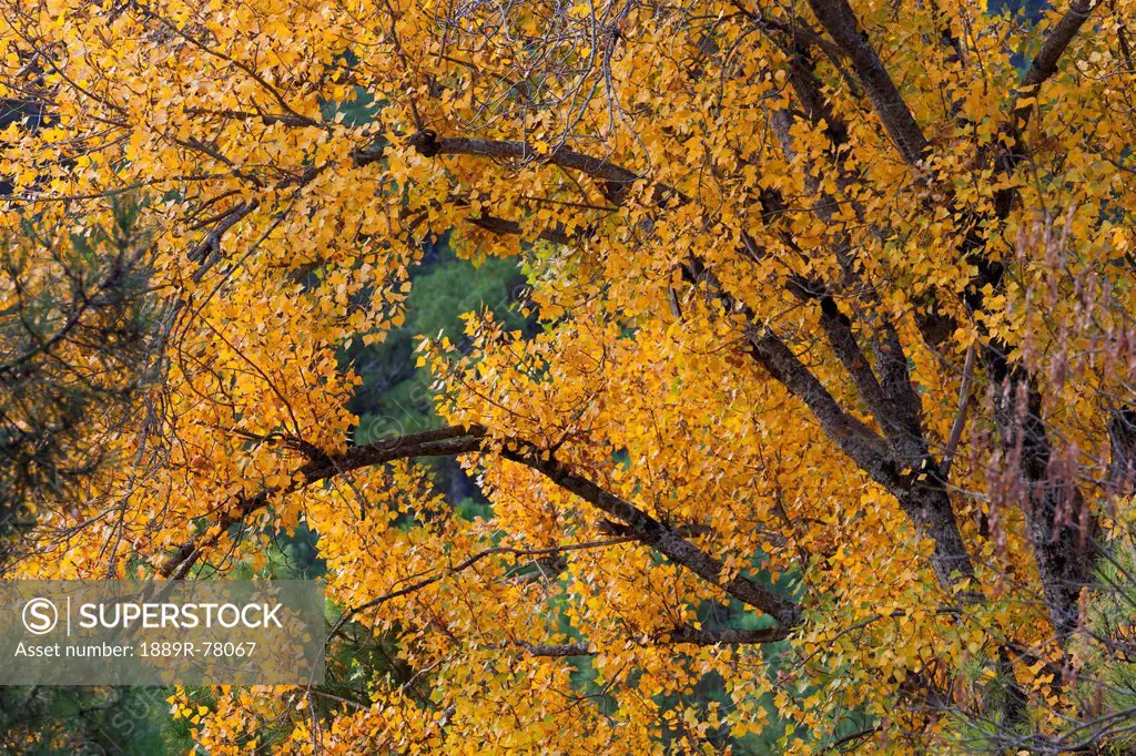 Autumn colours in cazorla natural park, segura y las villas jaen province andalusia spain