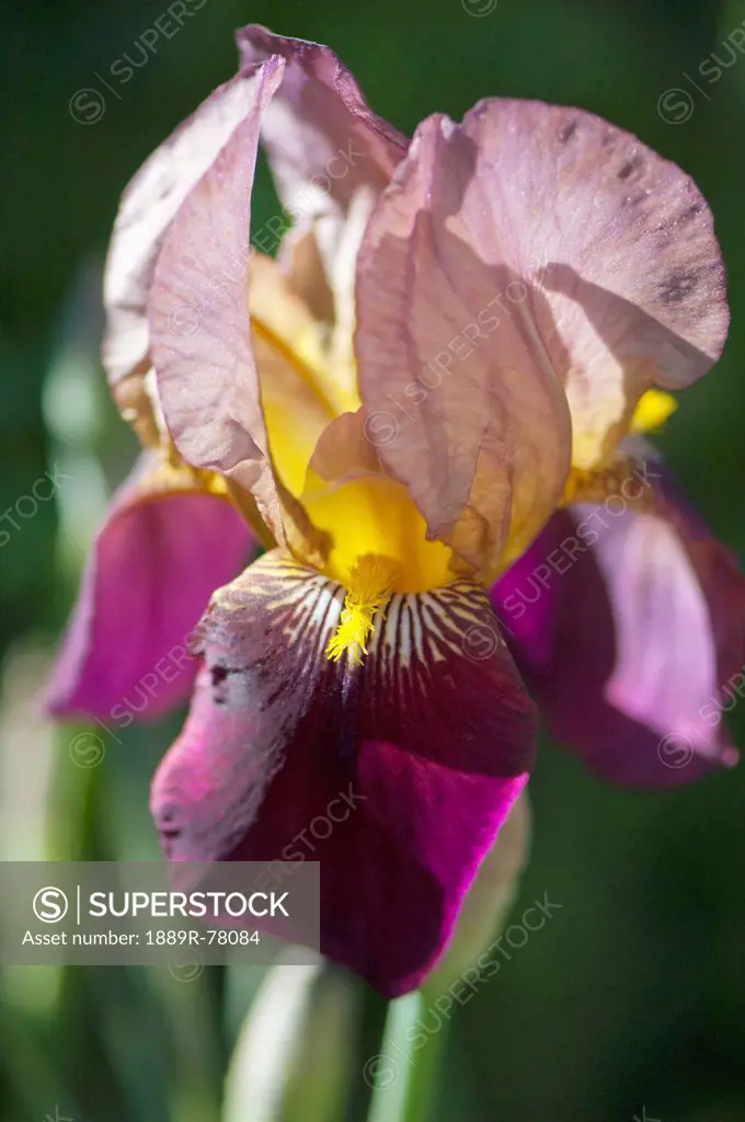 Close up of an iris, wilbur springs california united states of america