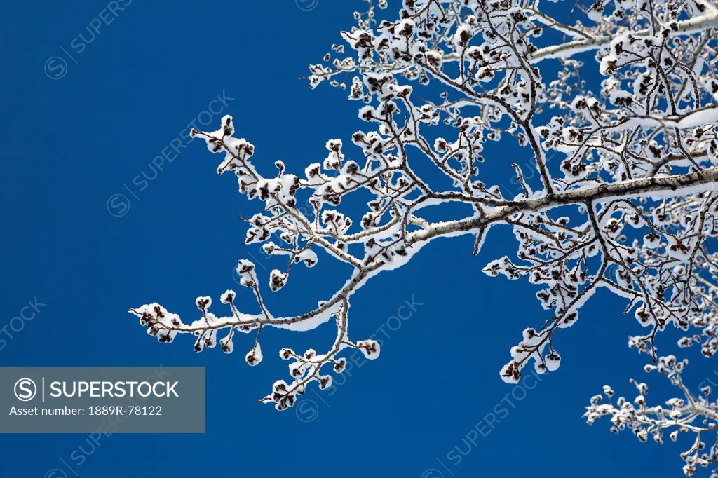 Low angle view of frosted and snow covered tree branches with buds and blue sky in the background, calgary alberta canada