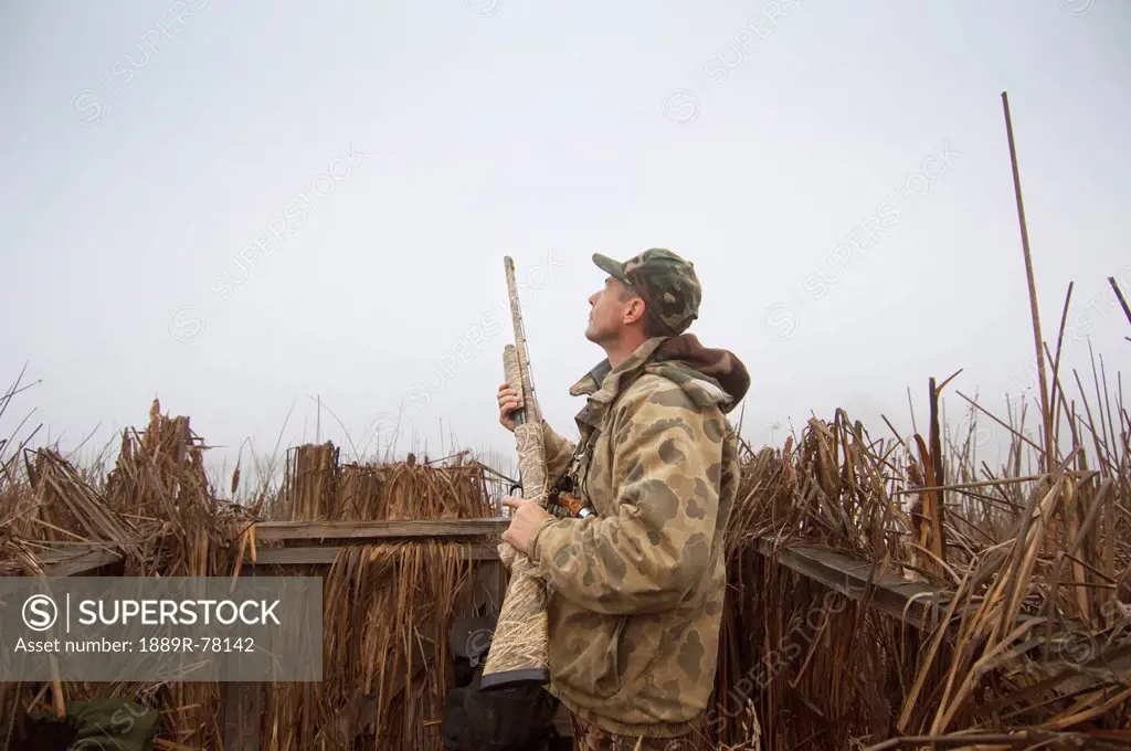 A Hunter In Blind Wearing Camouflage And Holding A Rifle, Colusa California United States Of America
