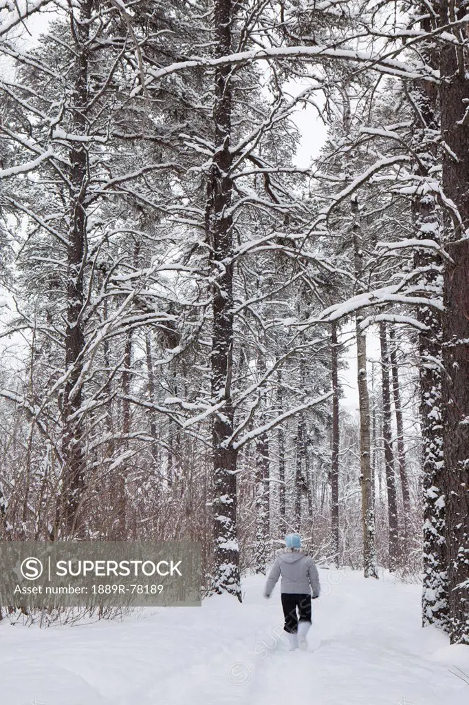 A Woman Walking Down A Snowy Trail Between The Trees, Thunder Bay Ontario Canada