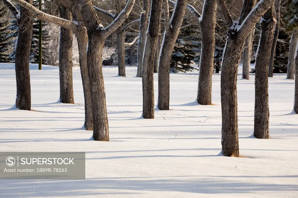 Snow covered forest with tree trunks covered on one side with snow and shadows in the snow, calgary alberta canada
