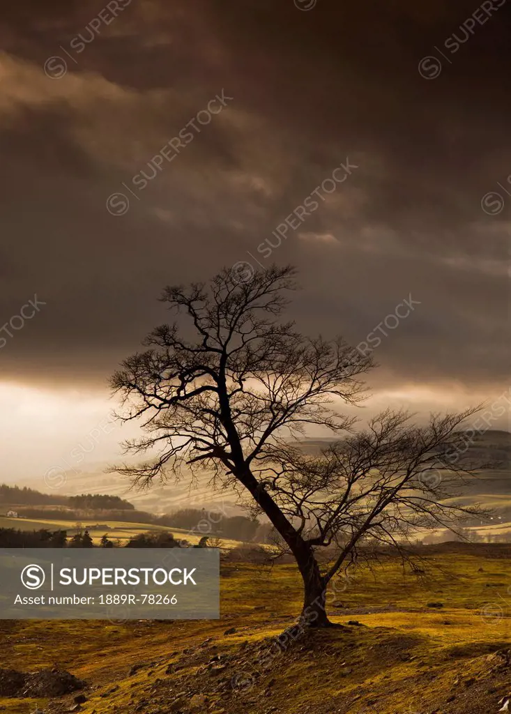 A leafless tree with dark clouds overhead, northumberland england