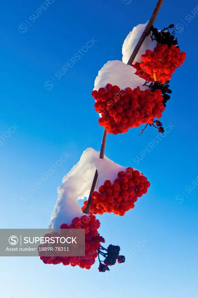 Red berries on a mountain ash tree branch against a blue sky, spruce grove alberta canada