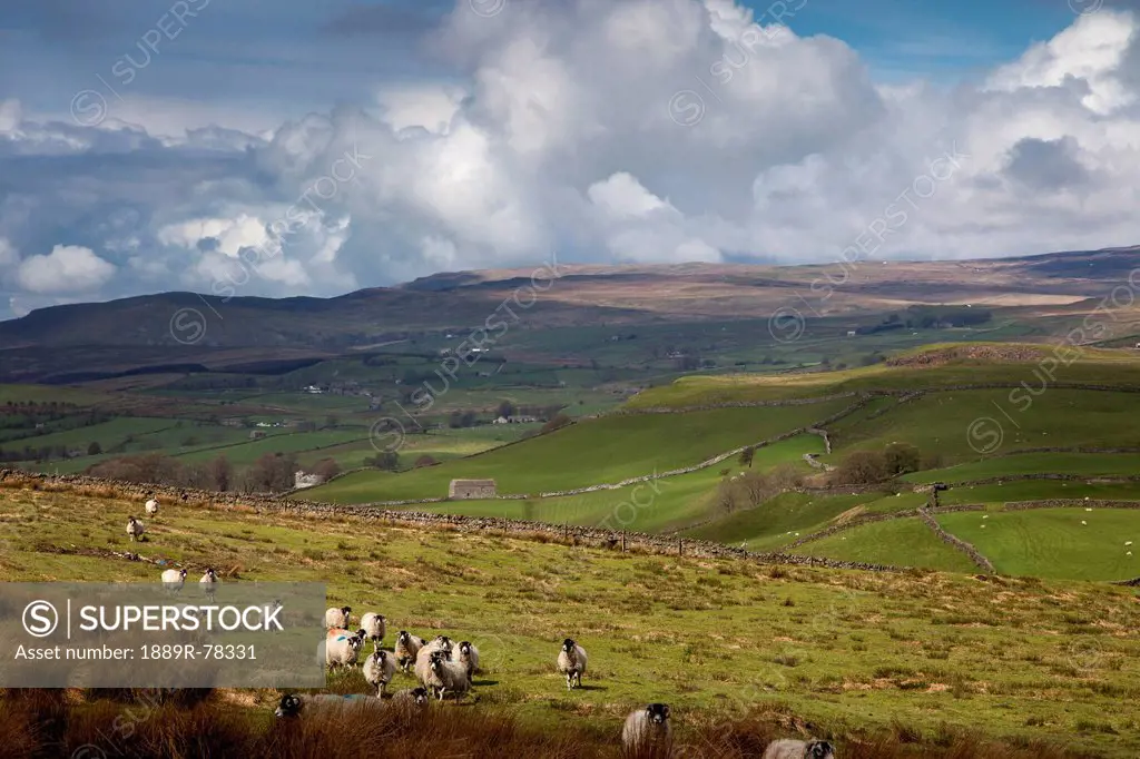 Sheep grazing in a field with storm clouds approaching, swaledale england