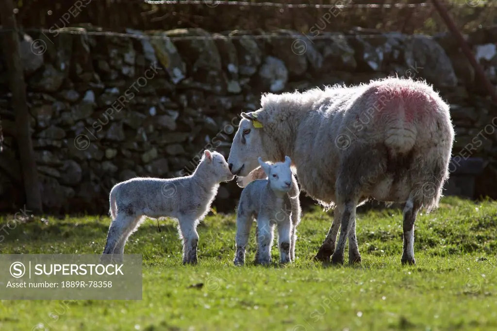 A sheep and two lambs, dumfries scotland