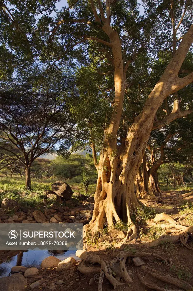 Giant Fig Tree In The Ewaso Rongai Valley, Kenya