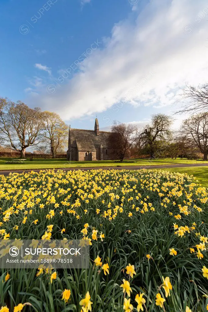 Daffodils in bloom with st. mary the virgin church in the background, etal northumberland england