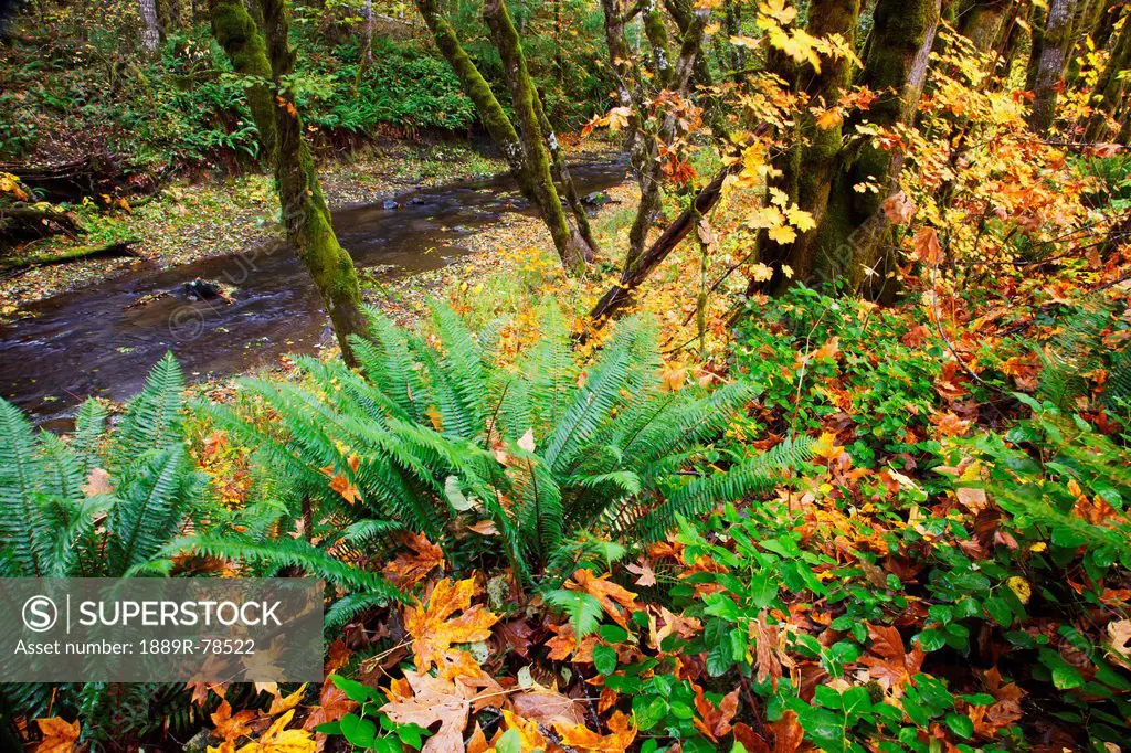 Autumn colours along wolf creek oregon coast range, oregon united states of america