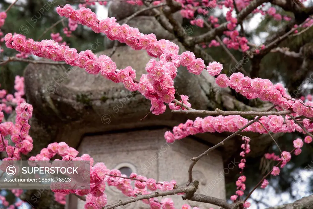 Cherry blossoms, kyoto city kyoto japan