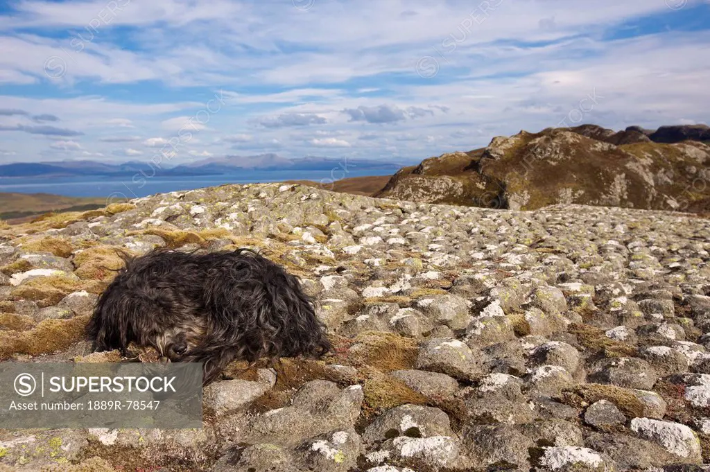 Dog Sleeping On Pitchstone Lava Ridge, Isle Of Eigg Small Isles Scotland