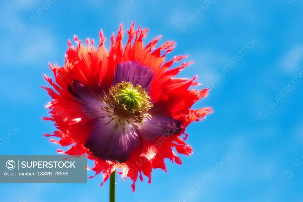 A Colorful Flower With Red And Purple Petals Against A Blue Sky, Northumberland England