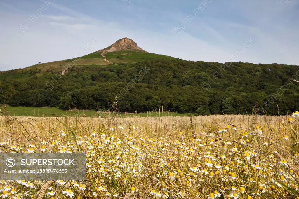 The Peak At The Top Of A Hill With White Wildflowers In A Field Below, Roseberry Topping North Yorkshire England