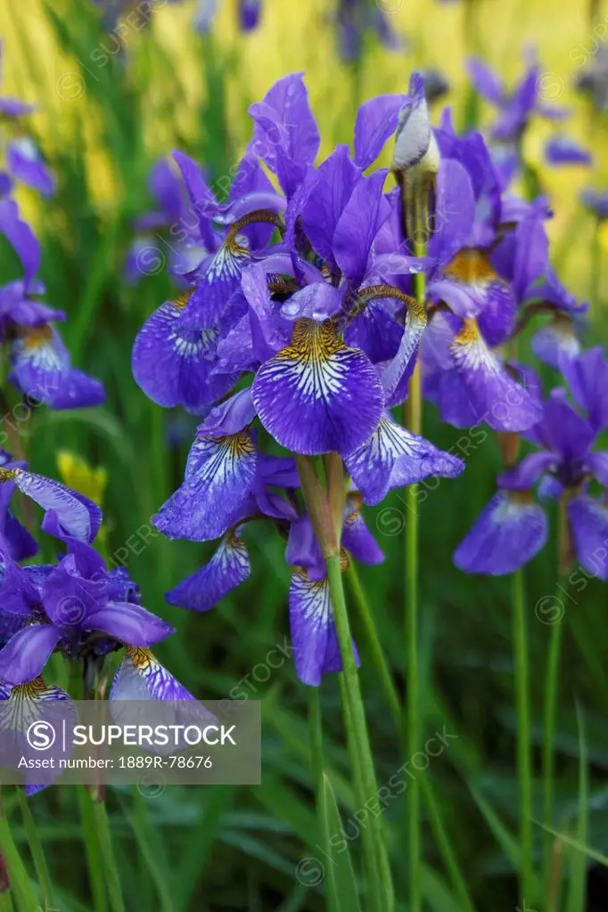 Purple orchid in the tatra mountains, stary smokovec vysoke tatry slovakia