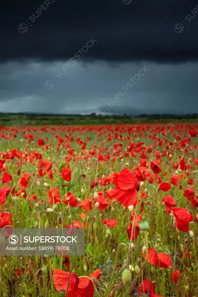 An Abundance Of Poppies In A Field Under A Stormy Sky, Northumberland England