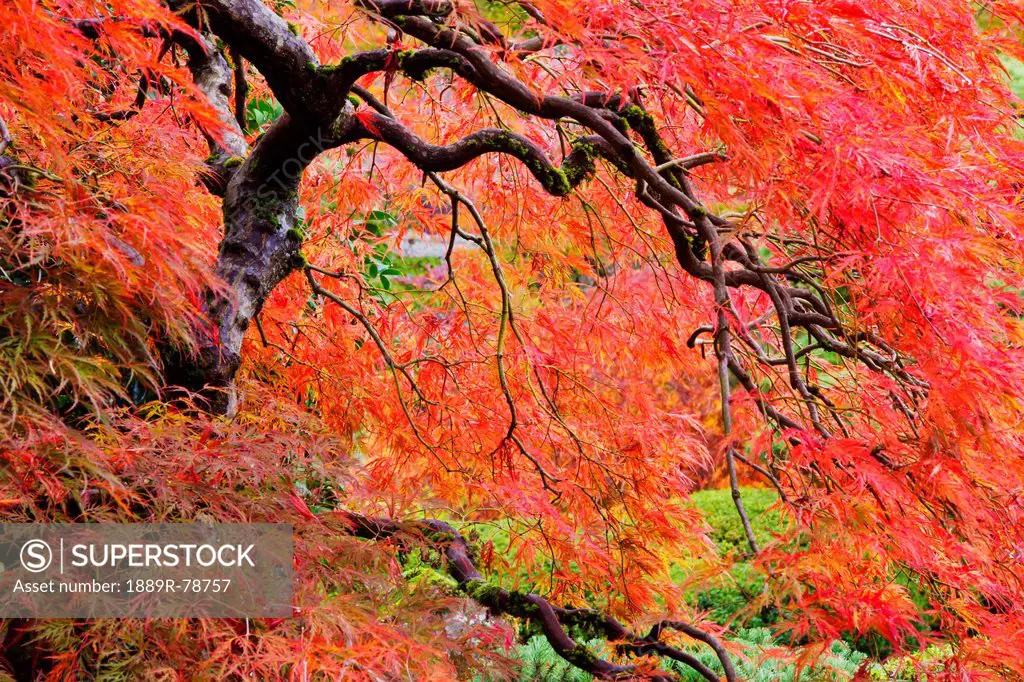 Autumn colours at the japanese gardens, portland oregon united states of america
