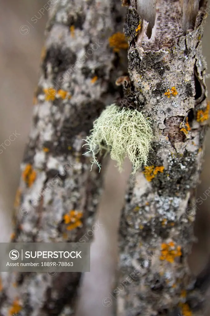 Close up of green moss on a tree trunk with lichen, calgary alberta canada