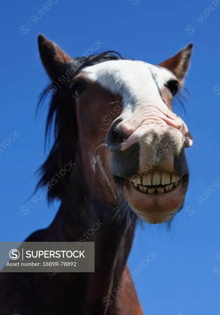 A Horse Smiling And Showing It´s Teeth, Northumberland England