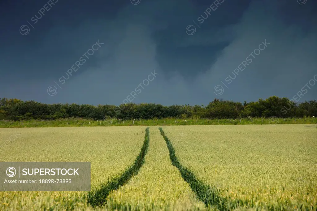 Tracks In A Rural Field Under A Dark Stormy Sky, Northumberland England