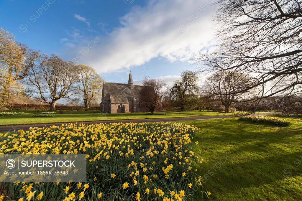 Daffodils in bloom with st. mary the virgin church in the background, etal northumberland england