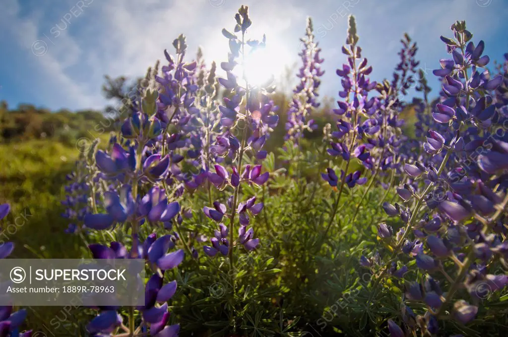 Purple lupine with sunlight behind it, sutter california united states of america
