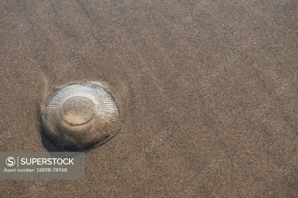 A seashell in the sand, newport oregon united states of america