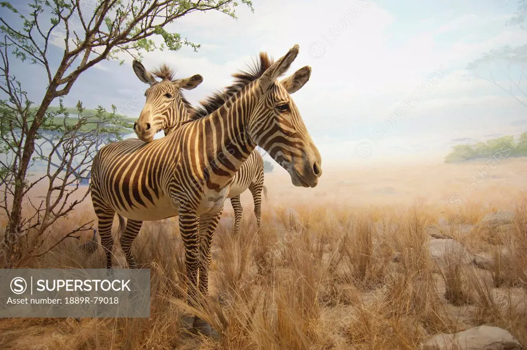 Two Zebras In A Savannah, San Francisco California United States Of America
