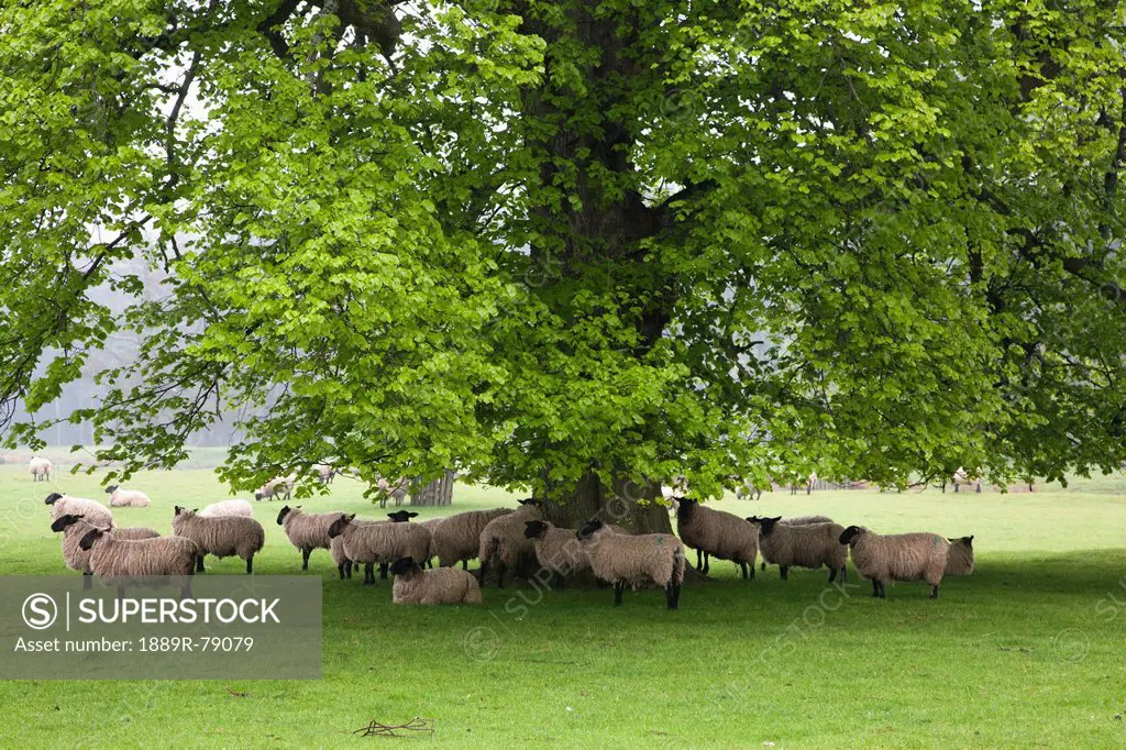 sheep standing under a tree, northumberland, england