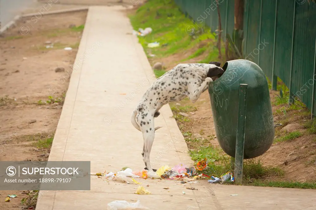 A dog standing on its hind legs with its head in the garbage receptacle with garbage all over the sidewalk, lima peru