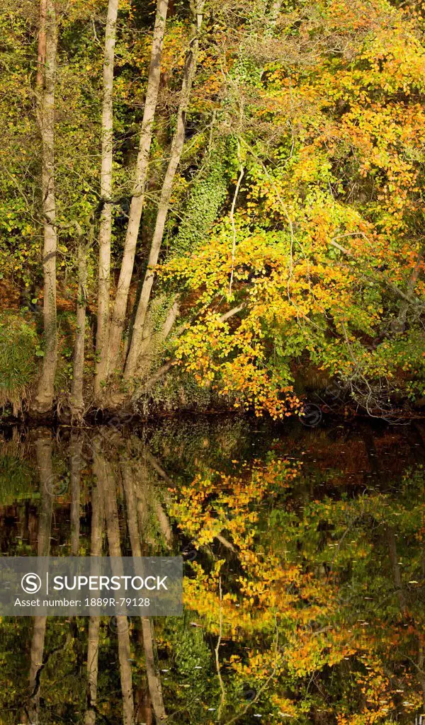 Autumn Reflections In The River Nidd, Nidderdale Yorkshire England