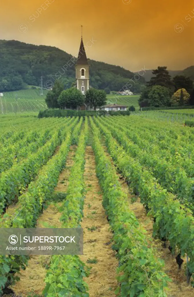 Vineyard near Geneva, Switzerland