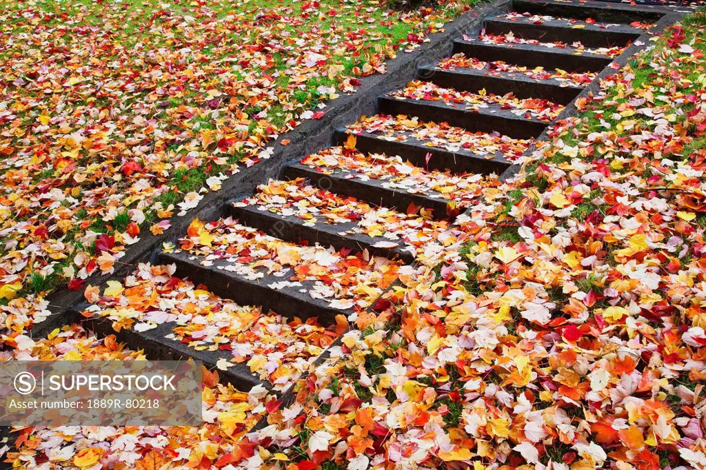 Autumn coloured leaves on outdoor steps, portland, oregon, united states of america