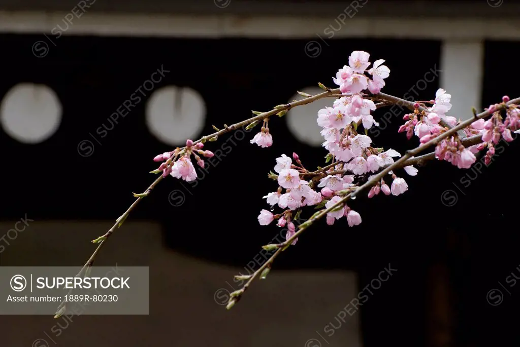 Branch of cherry blossom in front of a japanese temple roof edge, nara, japan
