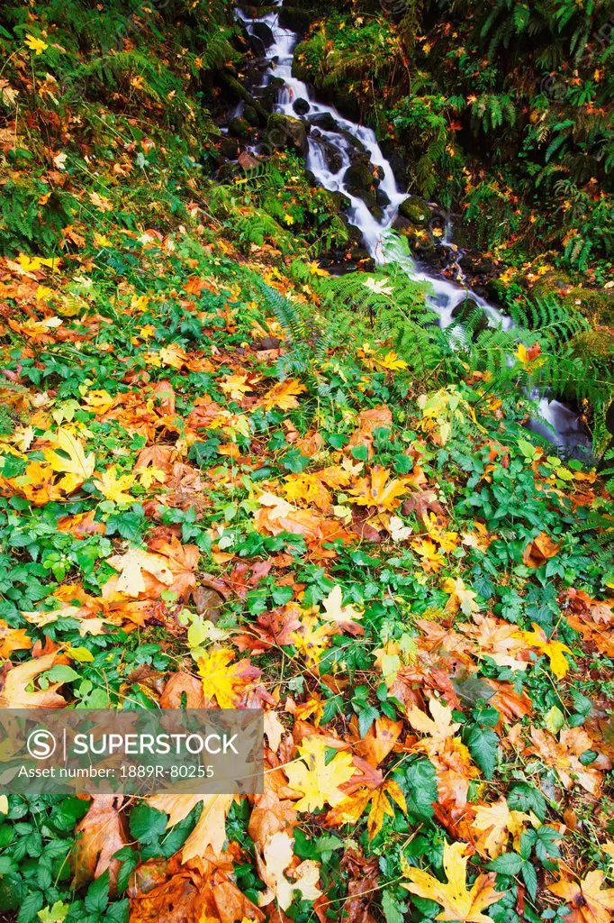 Autumn colours along a small creek in the columbia river gorge national scenic area, oregon, united states of america