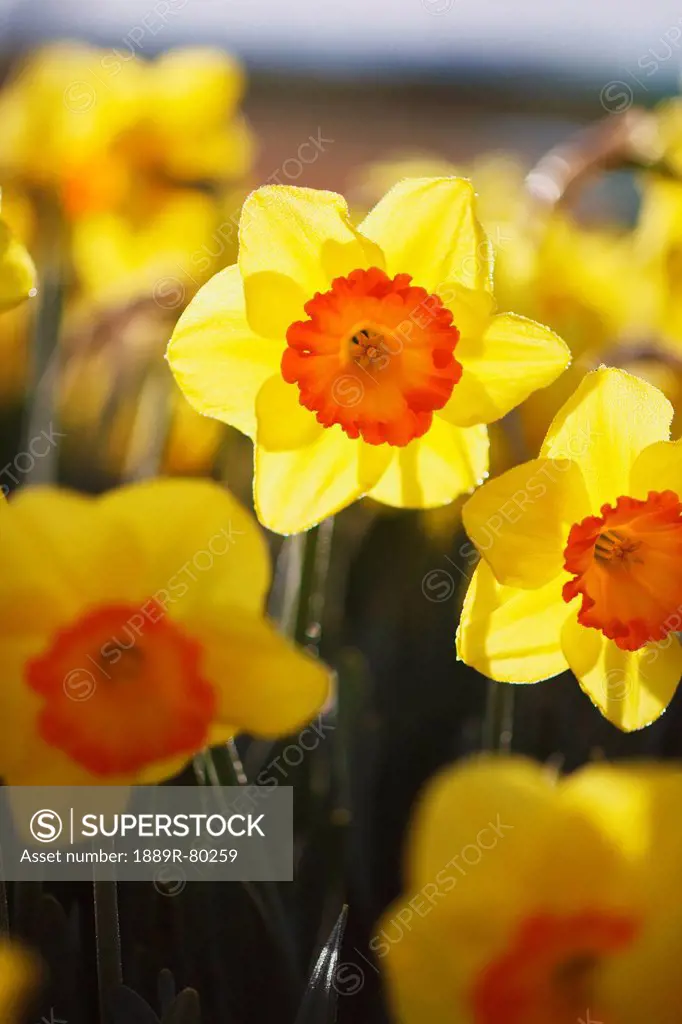 Close up of daffodils in bloom, woodburn, oregon, united states of america