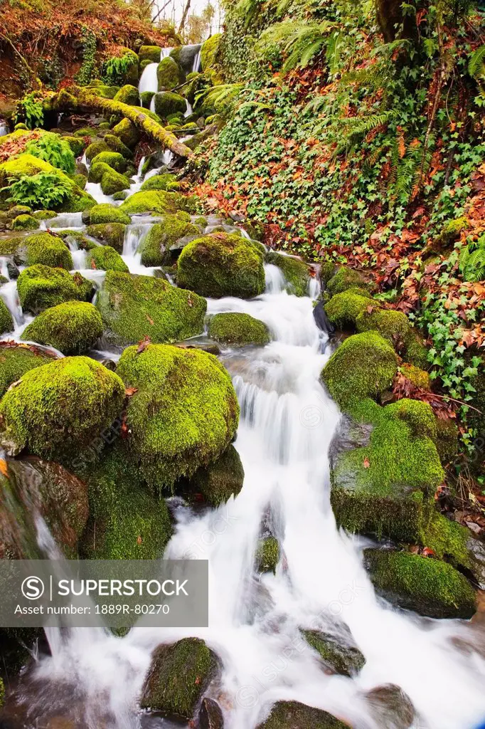 Green moss along small waterfall, happy valley, oregon, united states of america