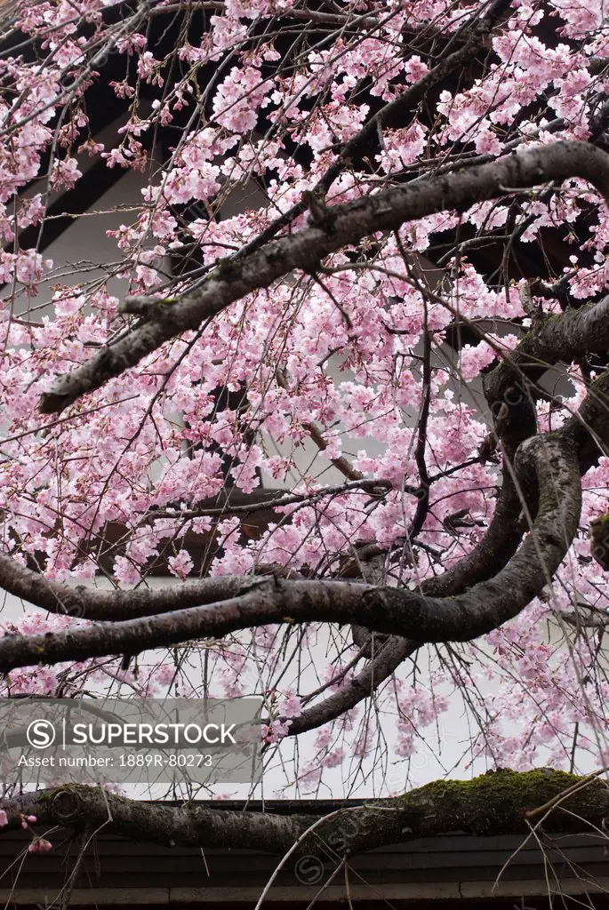 Cherry blossom tree in front of a white temple wall, nara, japan