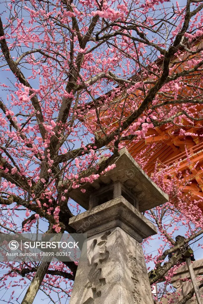 Cherry blossom tree with japanese stone lantern and temple roof, kyoto, japan