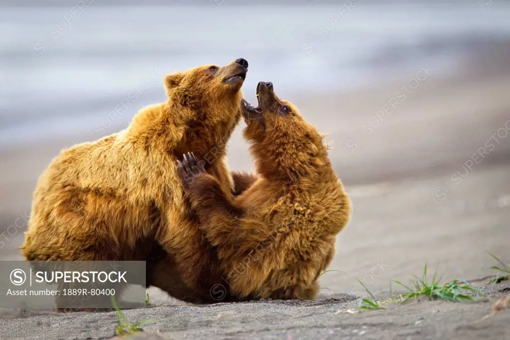 Two brown bears fighting on a beach at lake clarke national park, alaska united states of america